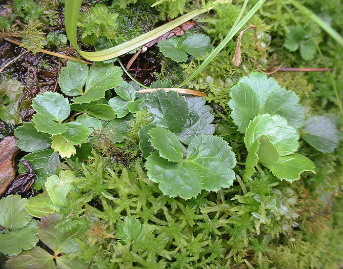 image of Coptis trifolia, Goldthread, Goldenroot, Threeleaf Goldthread