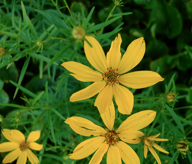 image of Coreopsis delphiniifolia, Larkspur-leaf Tickseed, Larkspur Coreopsis