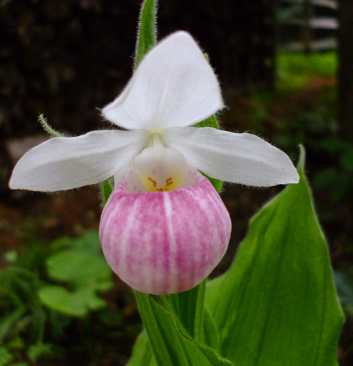 image of Cypripedium reginae, Showy Lady's Slipper, Queen Lady's Slipper