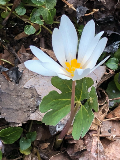 image of Sanguinaria canadensis, Bloodroot, Red Puccoon