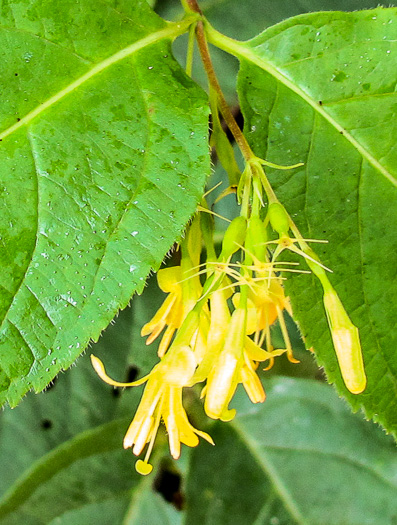 image of Diervilla lonicera, Northern Bush-honeysuckle