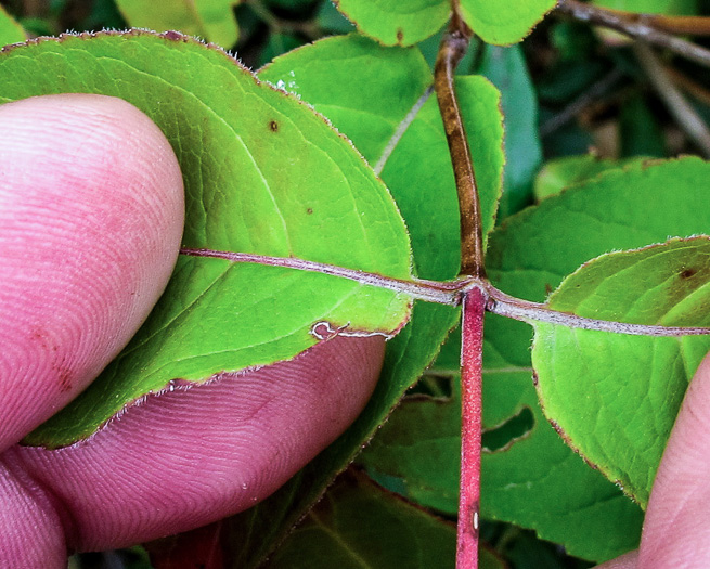 petiole