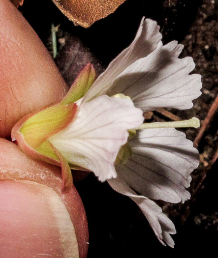 image of Shortia brevistyla, Northern Shortia, Northern Oconee Bells