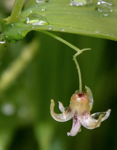 image of Streptopus amplexifolius var. amplexifolius, Clasping Twisted-stalk, White Mandarin, Pagoda-bells