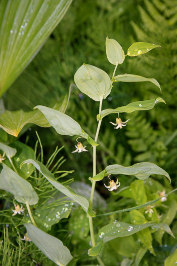 Streptopus amplexifolius var. amplexifolius, Clasping Twisted-stalk, White Mandarin, Pagoda-bells