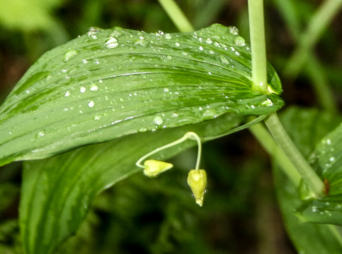 Streptopus amplexifolius var. amplexifolius, Clasping Twisted-stalk, White Mandarin, Pagoda-bells