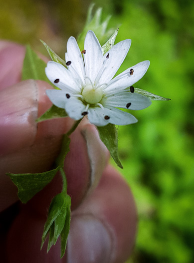 image of Stellaria corei, Tennessee Starwort