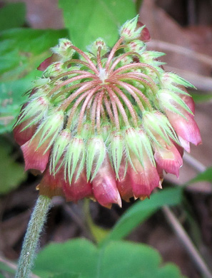 image of Trifolium reflexum, Buffalo Clover