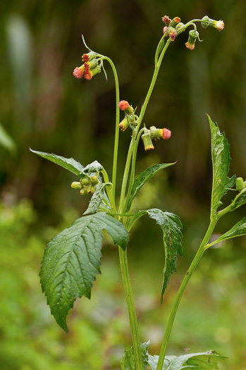 image of Crassocephalum crepidioides, Redflower Ragleaf, Thickhead