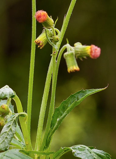 image of Crassocephalum crepidioides, Redflower Ragleaf, Thickhead