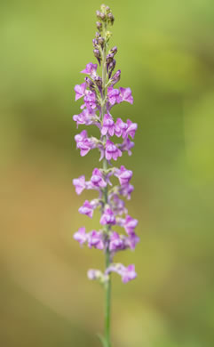 image of Linaria purpurea, Purple Toadflax