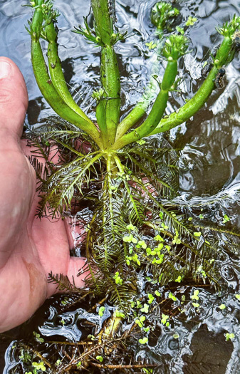 image of Hottonia inflata, Featherfoil, Water-violet