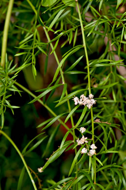 image of Asparagus aethiopicus, Sprenger’s Asparagus-fern, Emerald-fern