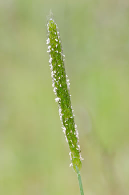 panicle