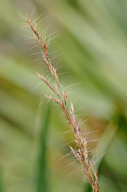 image of Aristida condensata, Big Three-awn