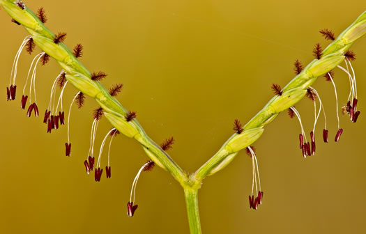 spikelet