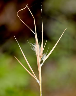 image of Andropogon gyrans, Elliott's Bluestem