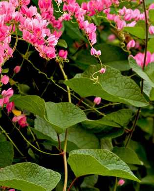 image of Antigonon leptopus, Love-chain, Queen's-jewels, Confederate-vine, Corallita