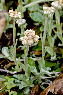 image of Antennaria plantaginifolia, Plantainleaf Pussytoes, Plantain Pussytoes