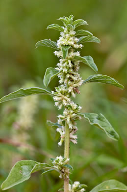 image of Amaranthus polygonoides, Tropical Amaranth, Smartweed Amaranth