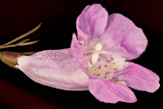 image of Agalinis purpurea, Purple Gerardia, Common Agalinis, Purple False Foxglove