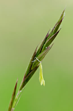 image of Arundinaria tecta, Switch Cane, Small Cane, Mutton Grass