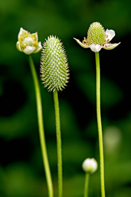 image of Anemone virginiana var. virginiana, Thimbleweed, Tall Thimbleweed, Tall Anemone