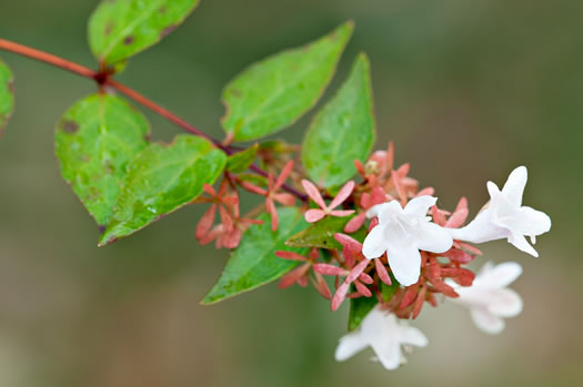 image of Abelia ×grandiflora, Abelia