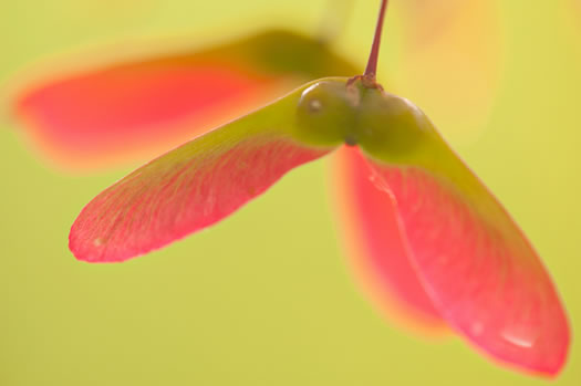 image of Acer palmatum, Japanese Maple