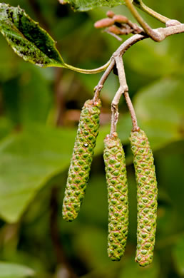 image of Alnus serrulata, Tag Alder, Hazel Alder, Smooth Alder