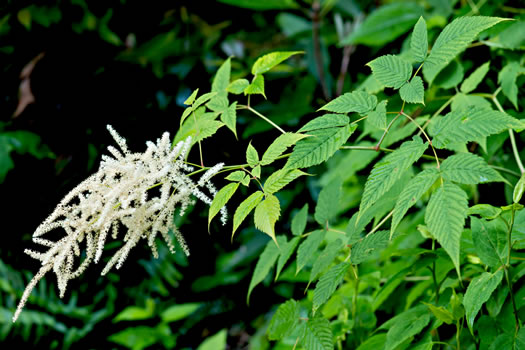 image of Aruncus dioicus var. dioicus, Eastern Goatsbeard, Bride's Feathers