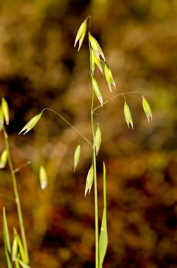 panicle