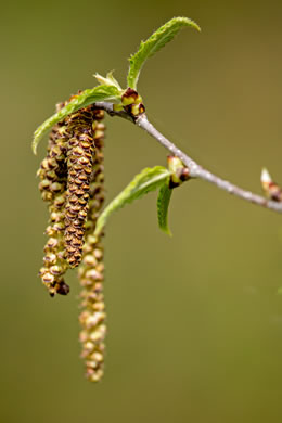 image of Betula alleghaniensis, Yellow Birch