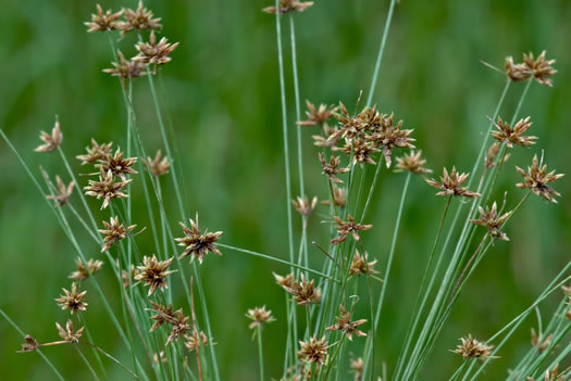 image of Bulbostylis barbata, Old World Hairsedge, Water-grass