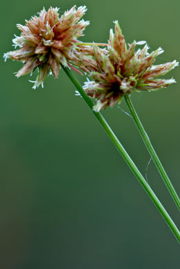 image of Bulbostylis barbata, Old World Hairsedge, Water-grass
