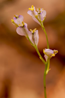 image of Burmannia biflora, Violet Burmannia, Northern Bluethread, Blue Burmannia