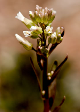 flower of Boechera missouriensis, Missouri Rockcress
