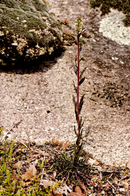 leaf or frond of Boechera missouriensis, Missouri Rockcress