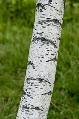 image of Betula populifolia, Gray Birch, White Birch