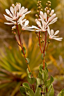 image of Bejaria racemosa, Tarflower, Flycatcher