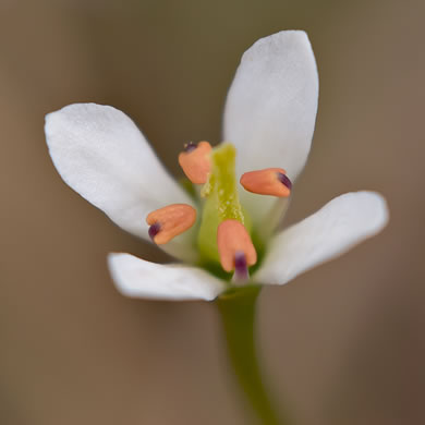 image of Bartonia verna, Spring Bartonia, White Bartonia, White Screwstem