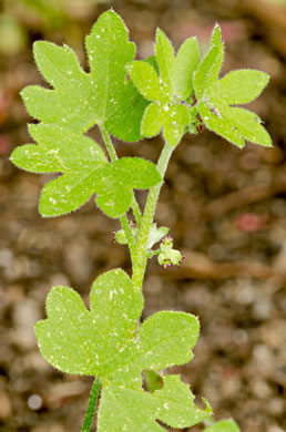 image of Bowlesia incana, Hoary Bowlesia