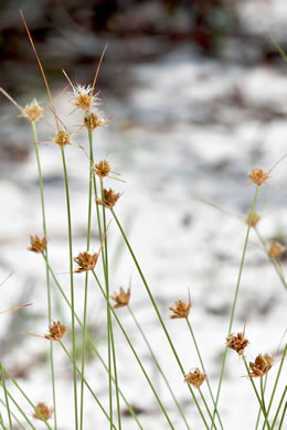 image of Bulbostylis warei, Ware's Hairsedge