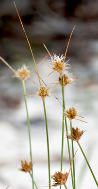 image of Bulbostylis warei, Ware's Hairsedge