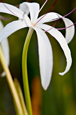 image of Crinum americanum var. americanum, Southern Swamp-lily, String Lily, Seven-sisters