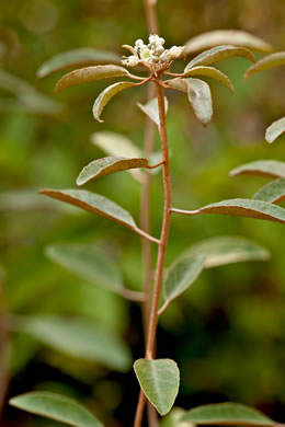 petiole