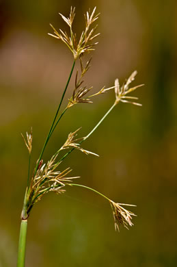 image of Cyperus articulatus, jointed flatsedge, Chintul