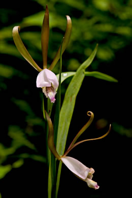 image of Cleistesiopsis bifaria, Appalachian Dragonhead Pogonia, Appalachian Small Spreading Pogonia, Smaller Rosebud Orchid, Upland Spreading Pogonia