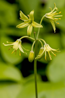 image of Clintonia borealis, Bluebead-lily, Clinton's Lily, Yellow Clintonia, Yellow Bead Lily