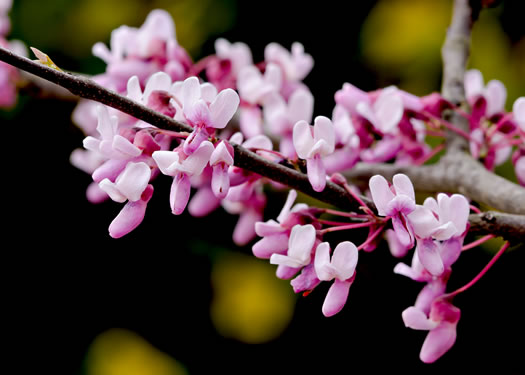 image of Cercis canadensis var. canadensis, Eastern Redbud, Judas Tree